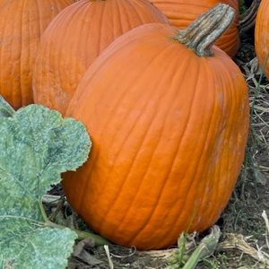 Meet your Posher, Shala